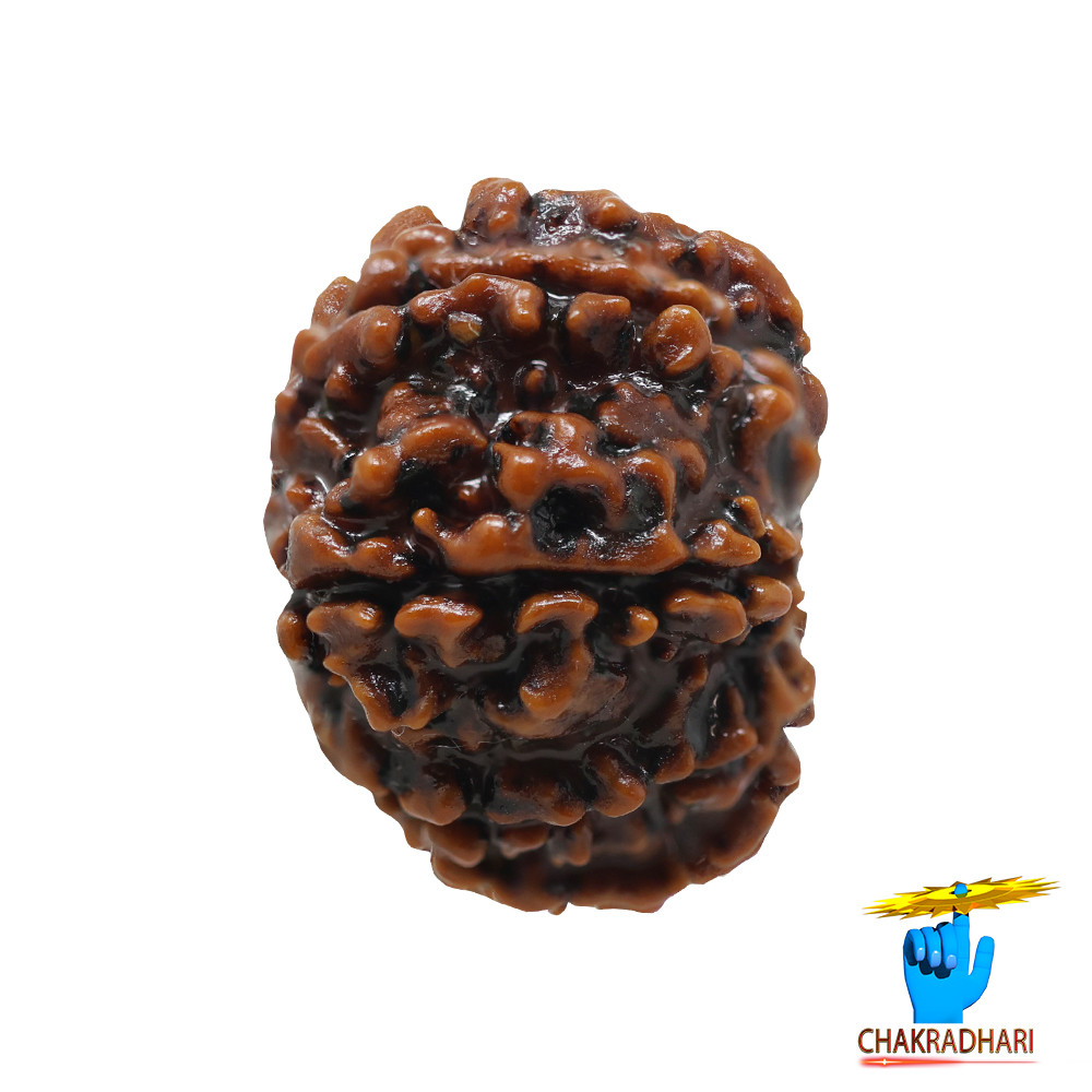 Natural 11 Face Rudraksha -  11  
