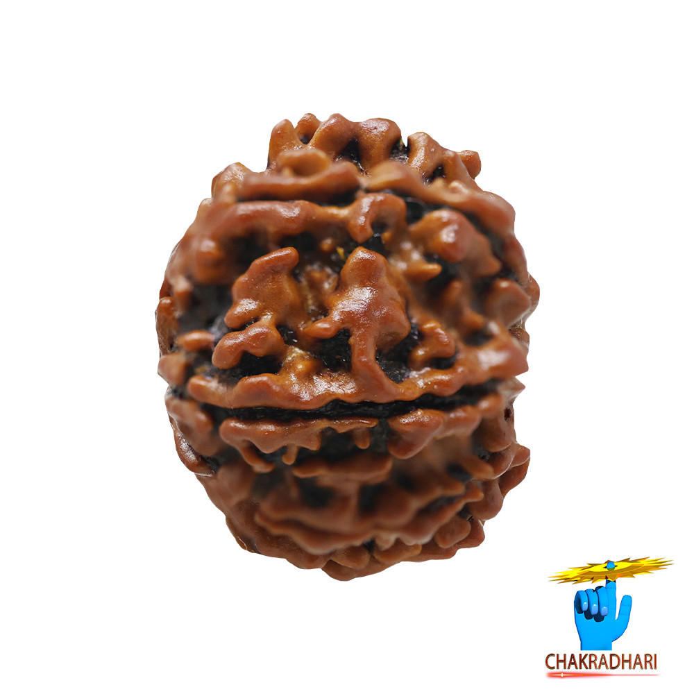 Natural 10 Face Rudraksha -  10  