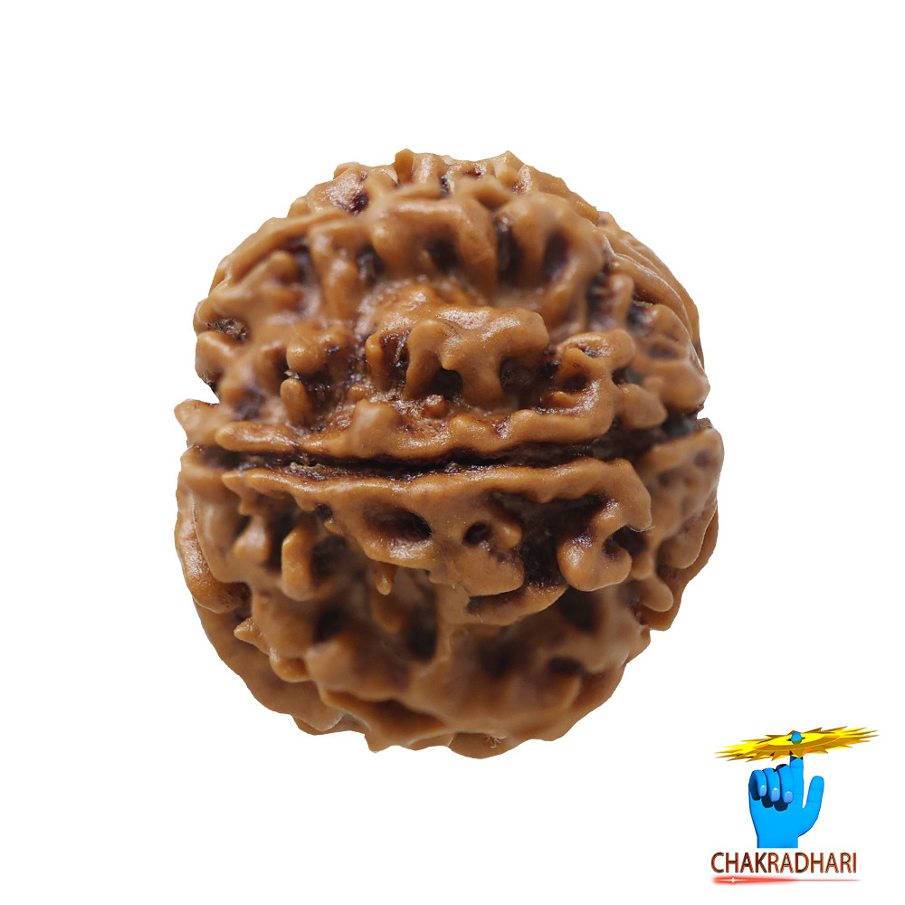 Natural 09 Face Rudraksha -  09  