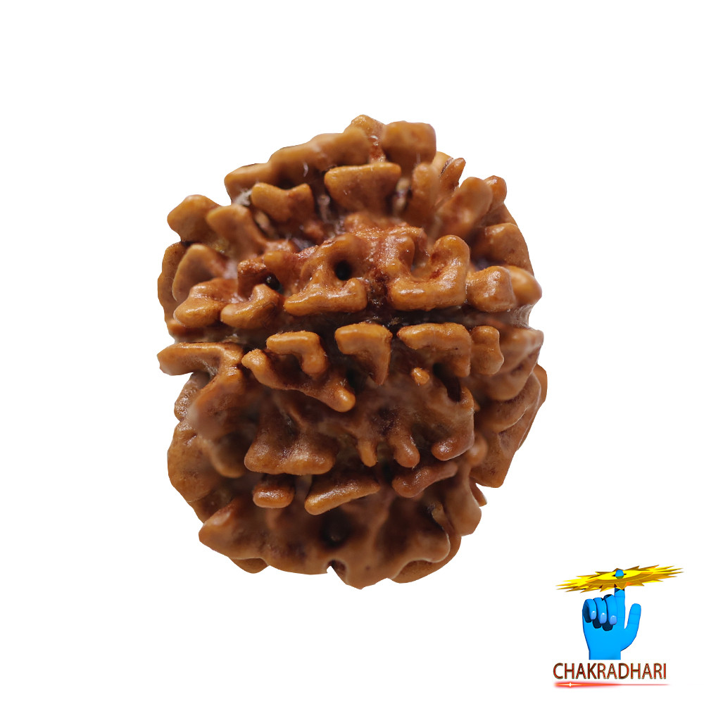 Natural 08 Face Rudraksha -  08  