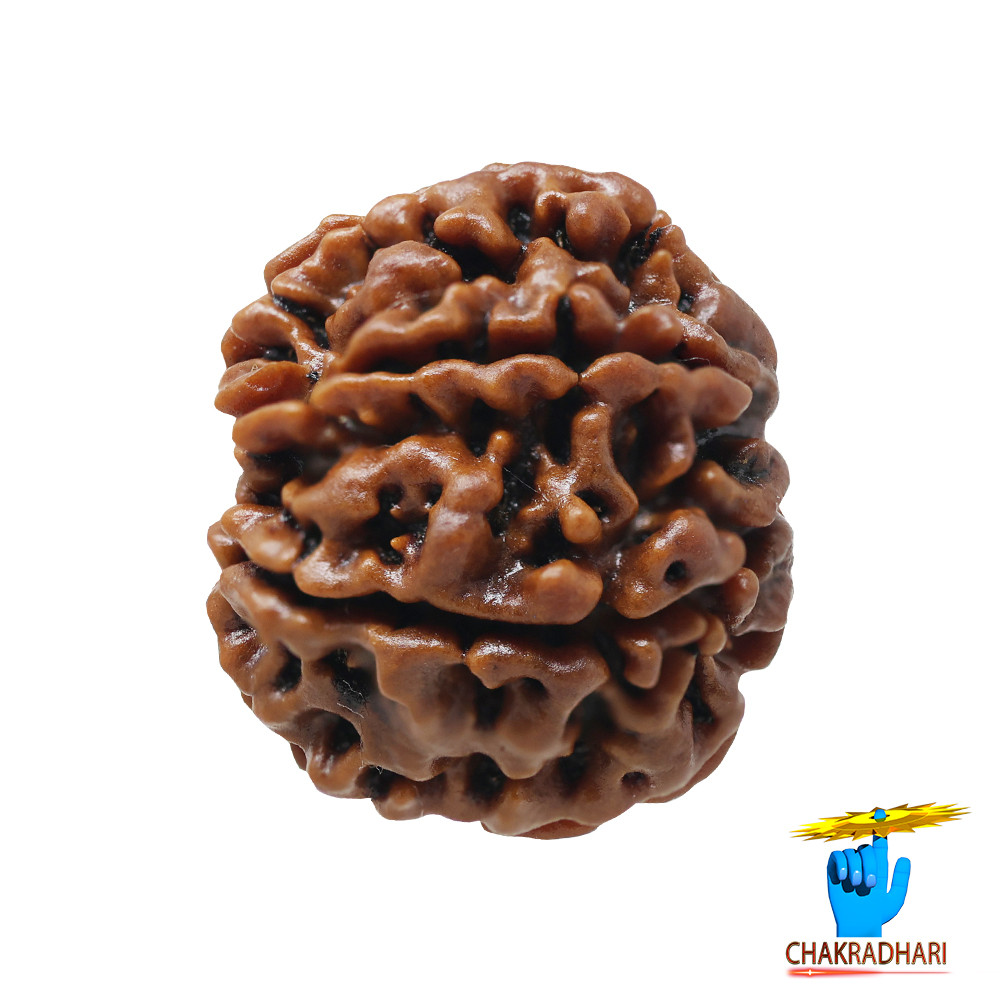 Natural 07 Face Rudraksha -  07  