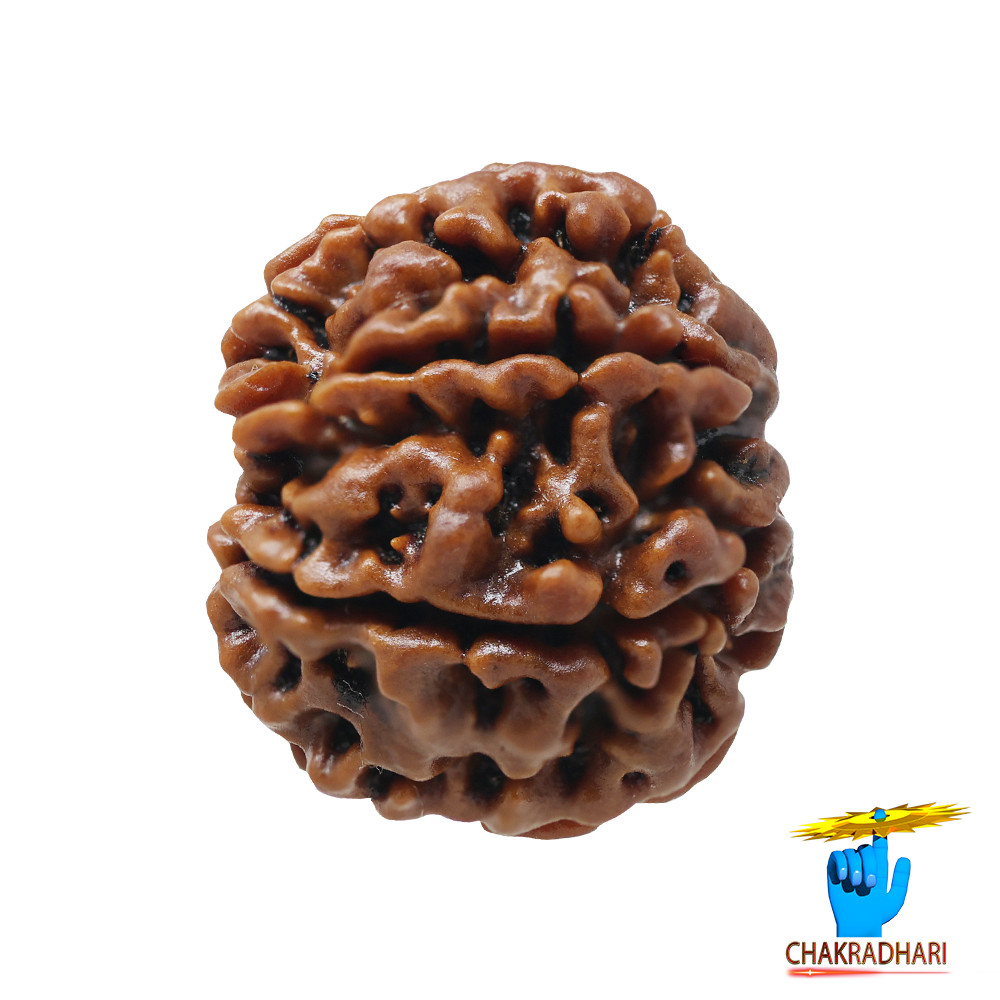Natural 06 Face Rudraksha -  06  
