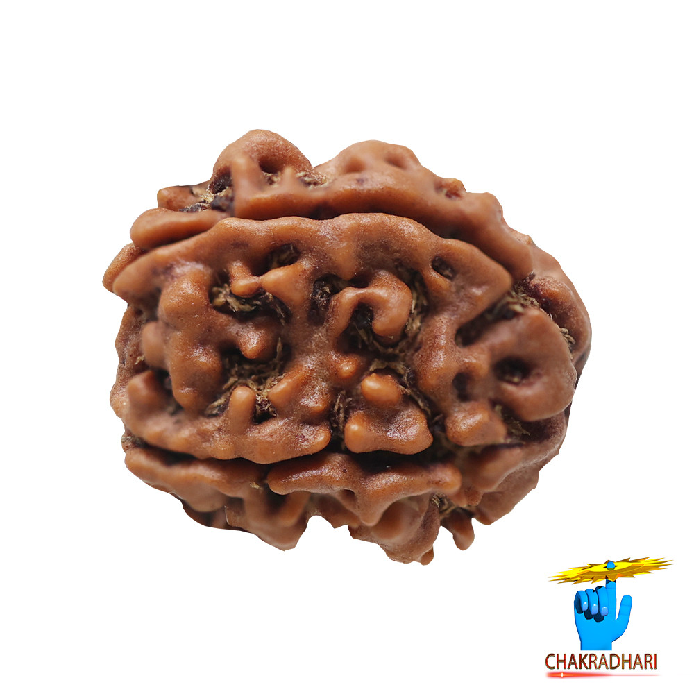 Natural 05 Face Rudraksha -  05  