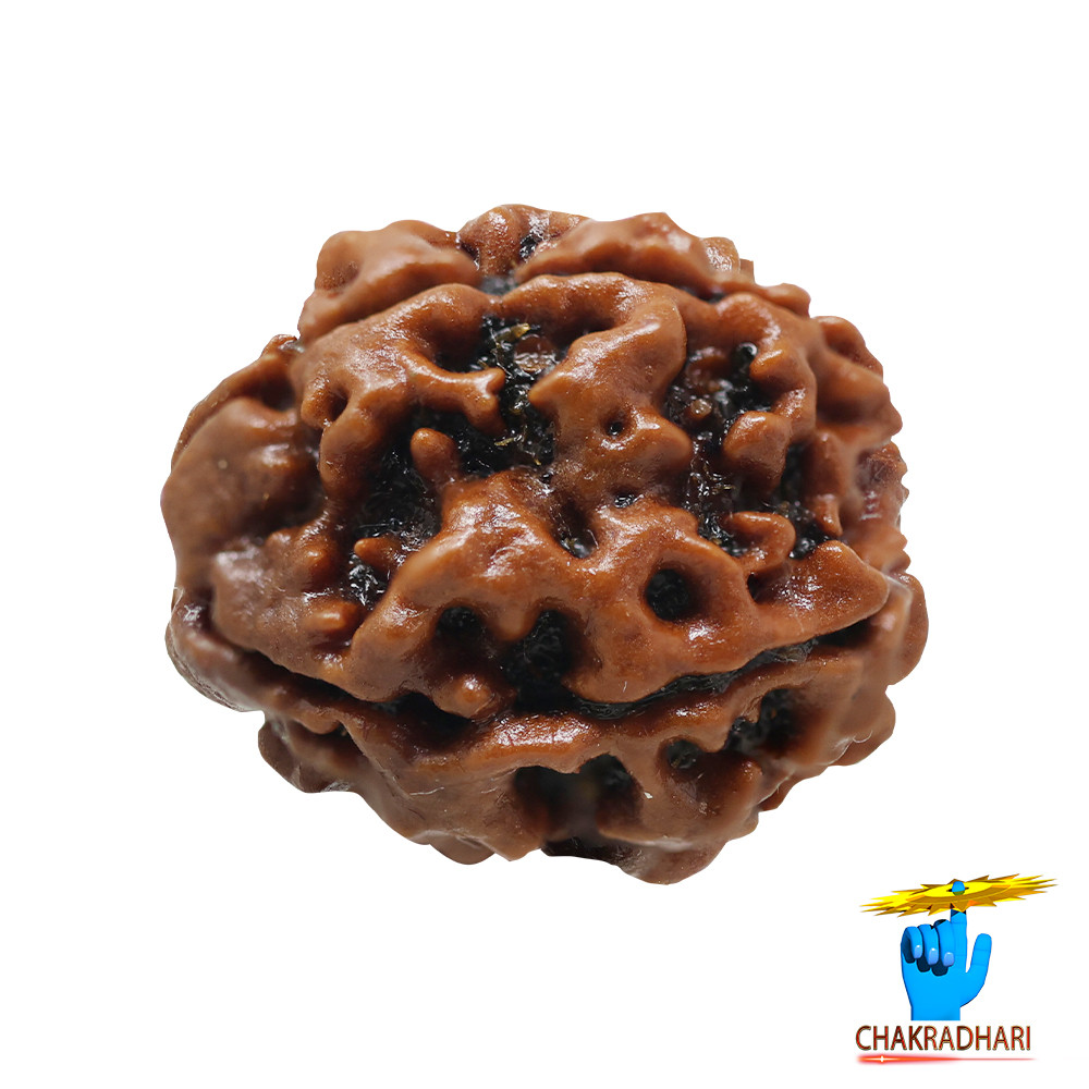Natural 04 Face Rudraksha -  04  