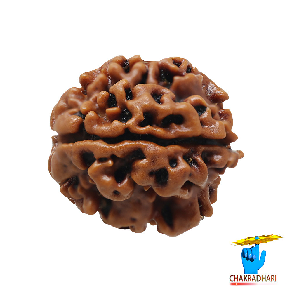 Natural 03 Face Rudraksha -  03  