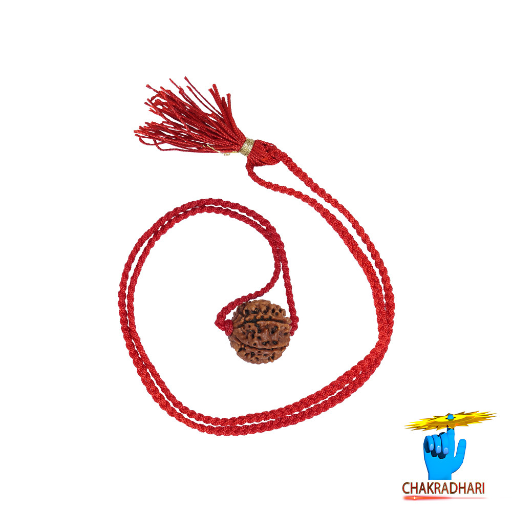 Natural 03 Face Rudraksha -  03  