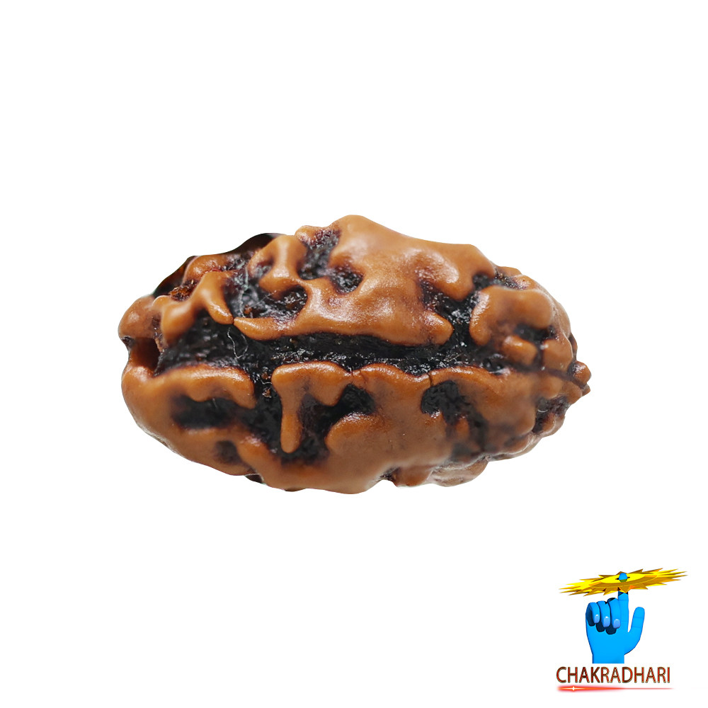 Natural 02 Face Rudraksha -  02  