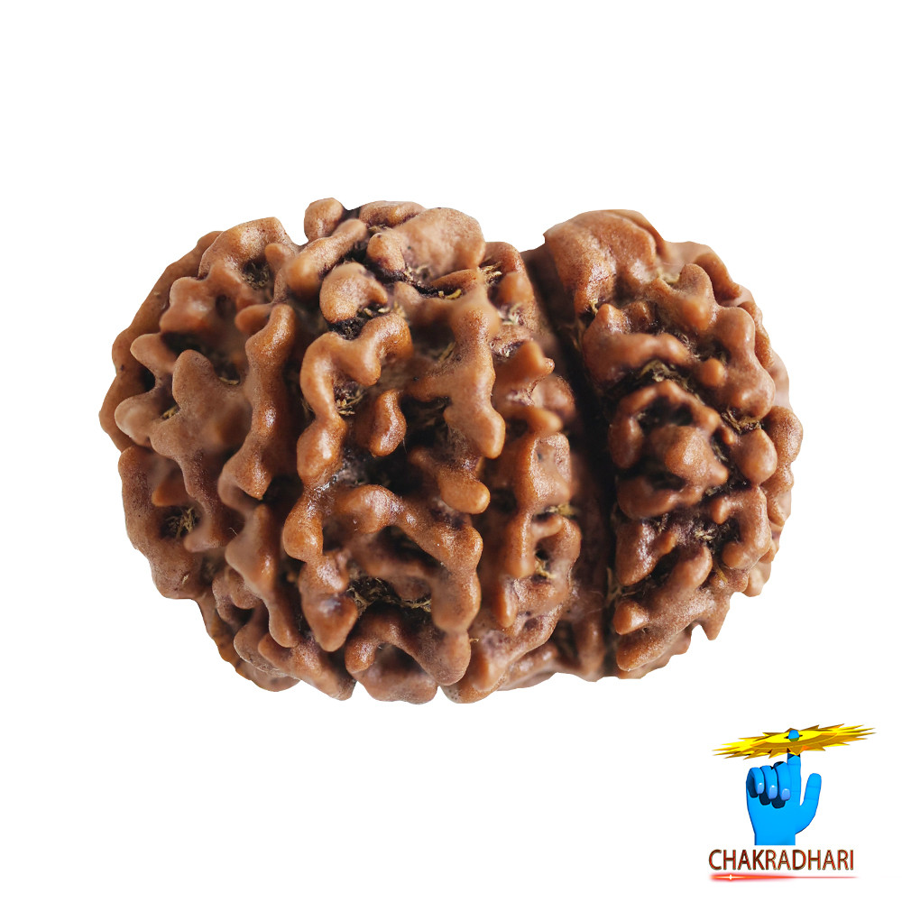 Natural Gauri Garbh Rudraksha -     