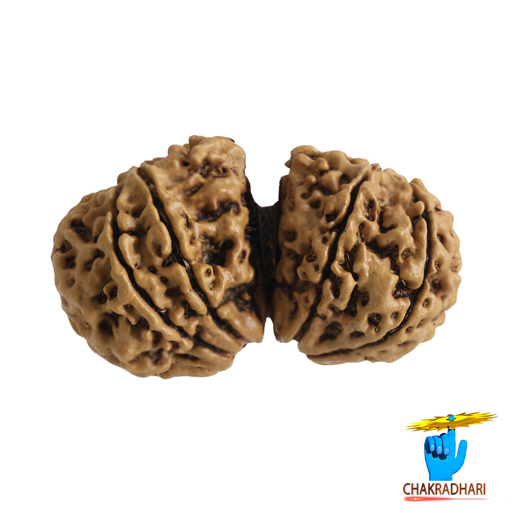 Natural Gauri Shankar Rudraksha -     