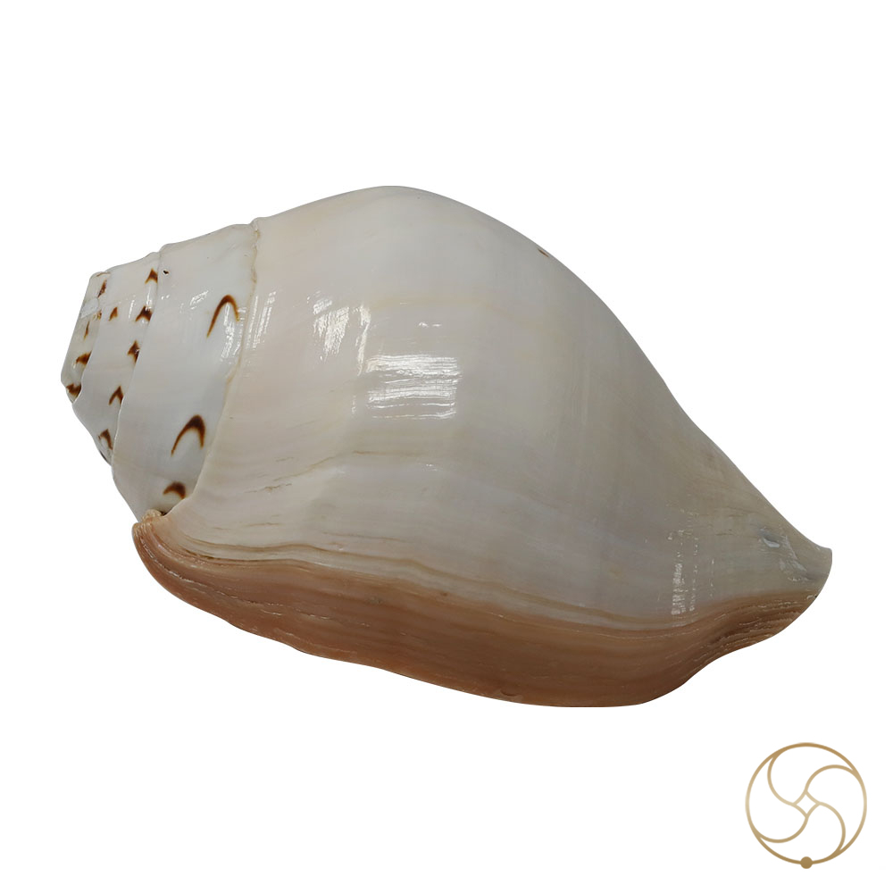 Big Mahaparwati Shell-   