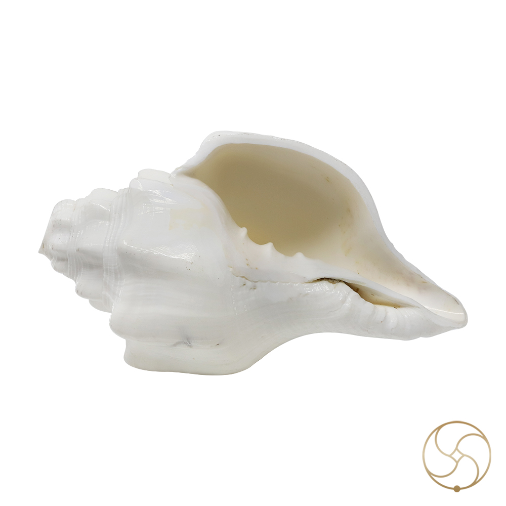 Shantipriya Chandrayat Shell -