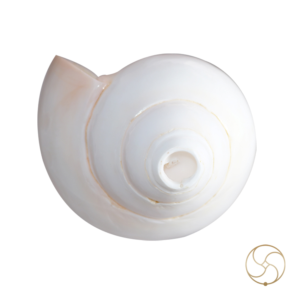 Bajne Wala Shankh Vamavarti Small Shell H1 575 Inch By 3 Inch
