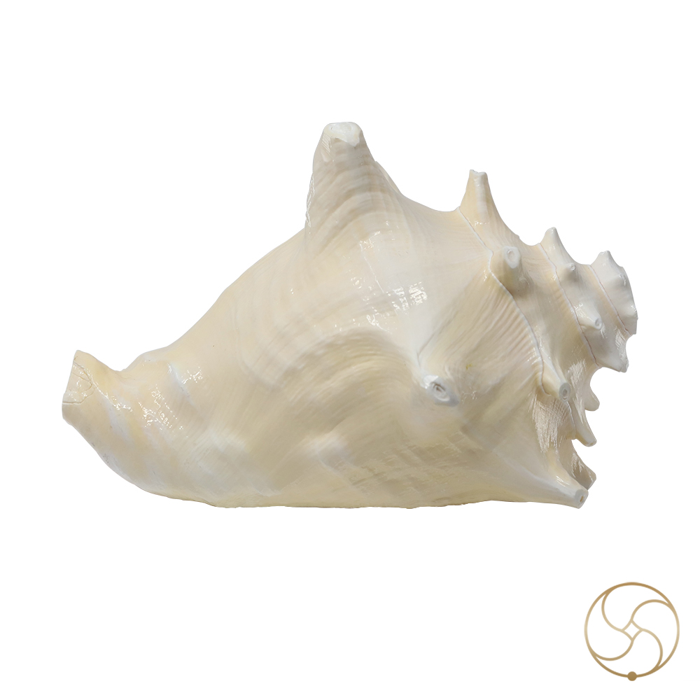 White And Pink Maha Maya Shell -