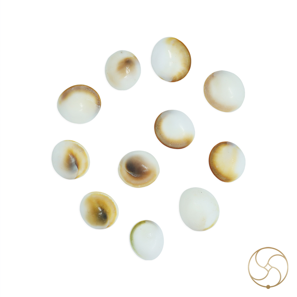 Gomti Chakra Medium 11 PC SET 11