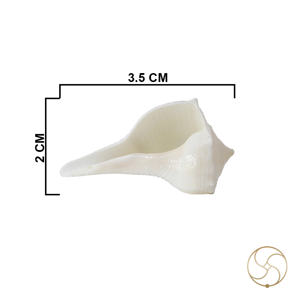 Small Dakshinavarti Shell -   