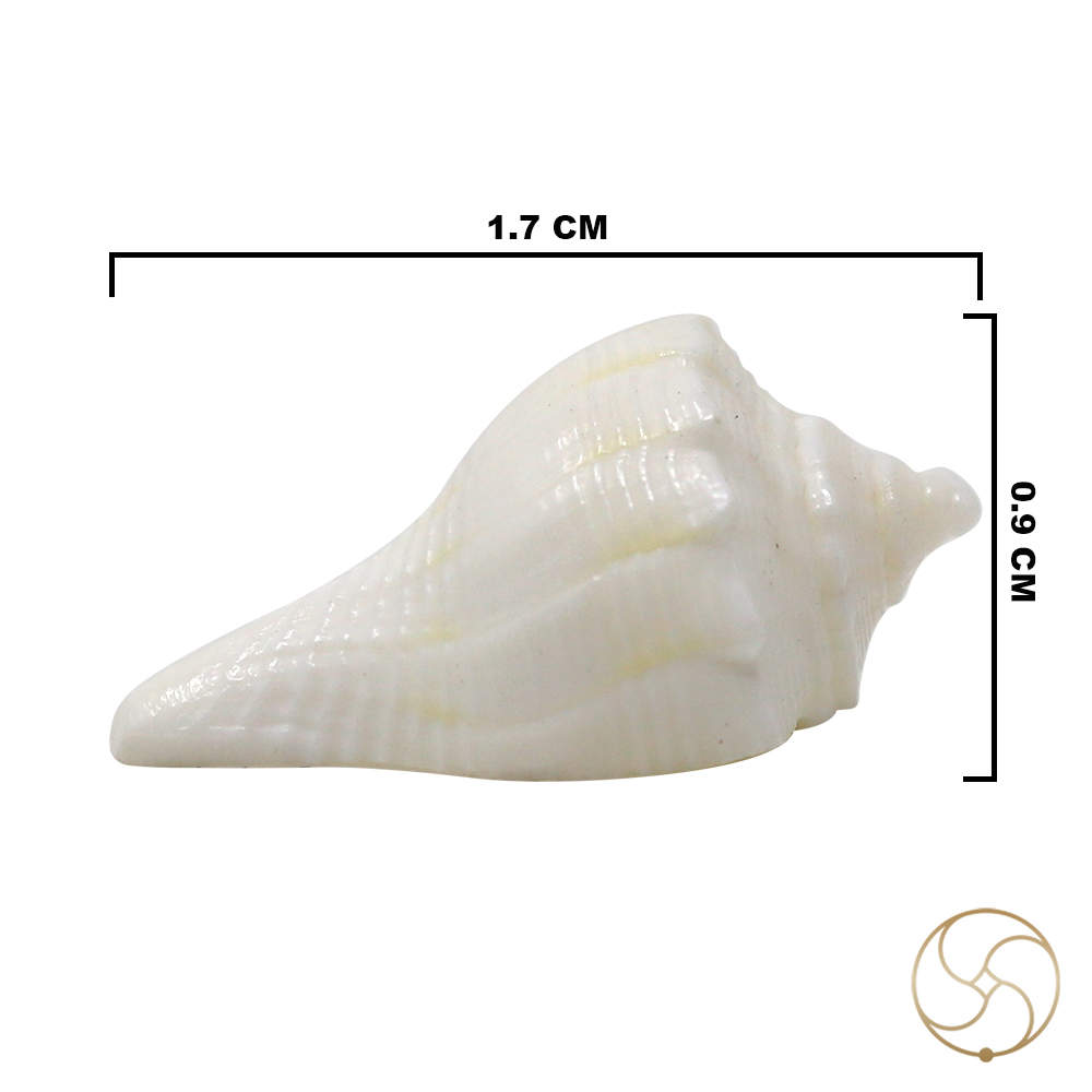 Very Tiny Dakshinavarti shell -     