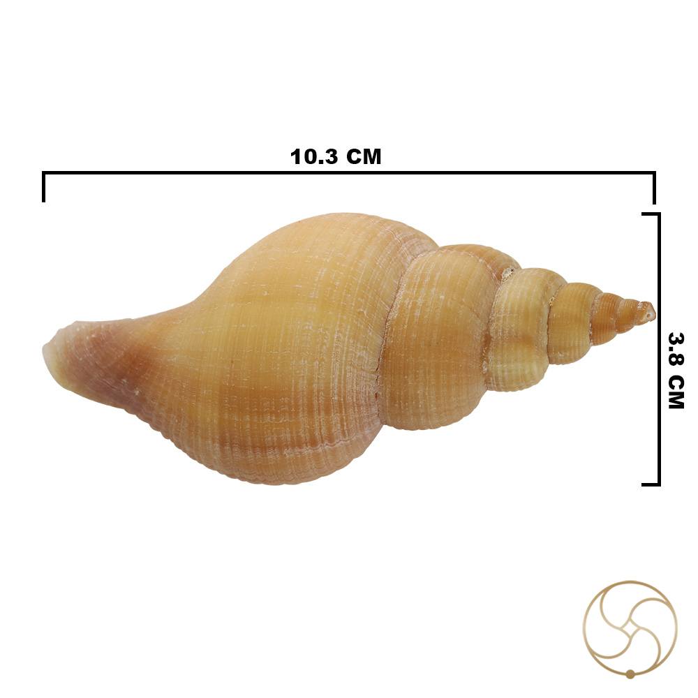 Original Right Handed Dakshinavarti Conch Shell -