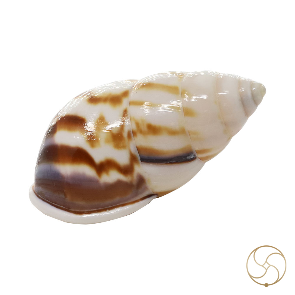 Muddy Small Dakshinavarti South Facing Shell -