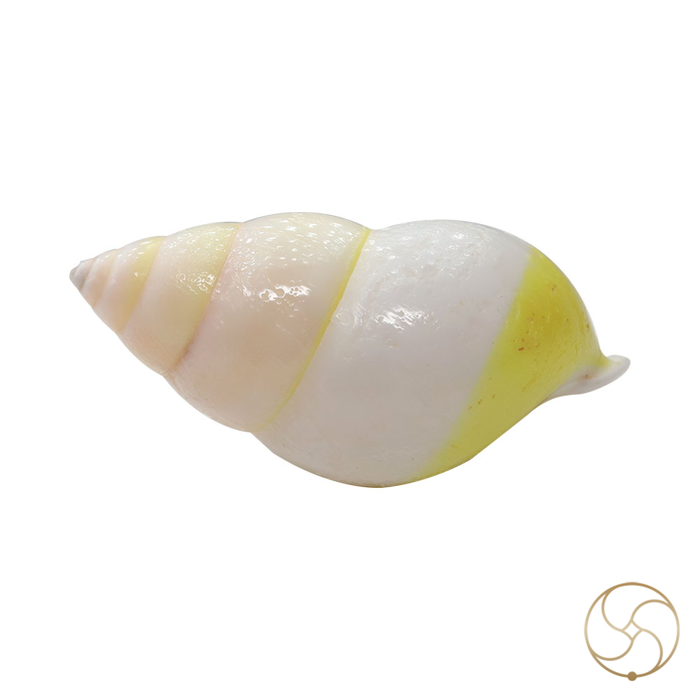 White Small Dakshinavarti South Facing Shell -