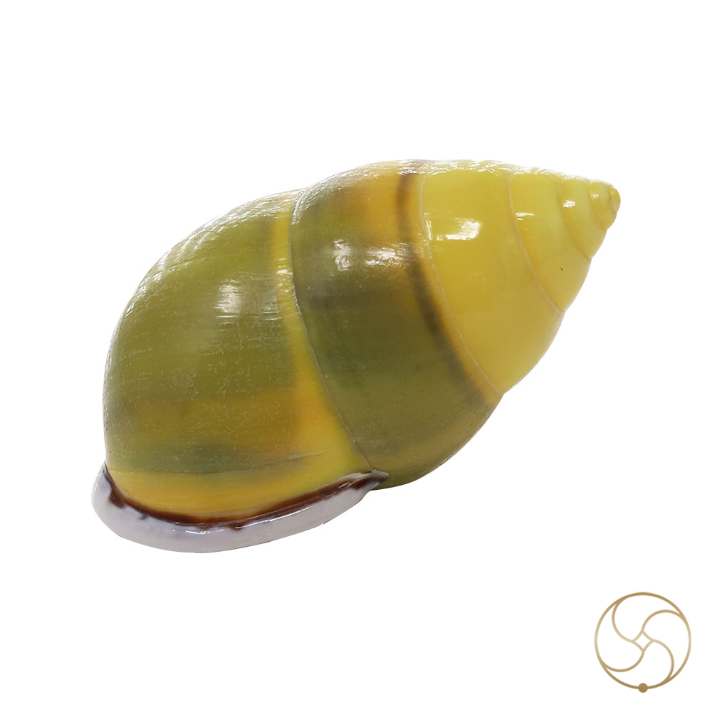 Small Dakshinavarti South Facing Shell -