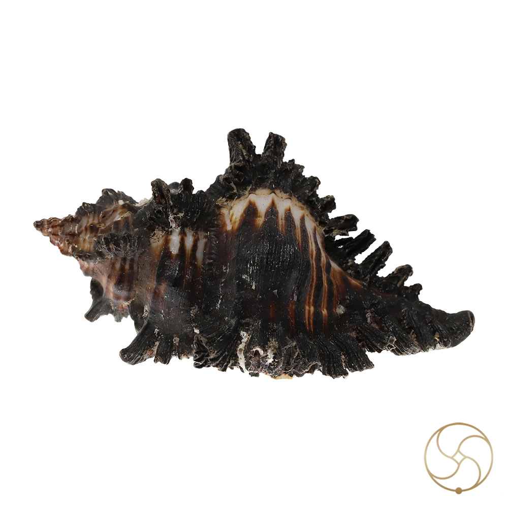 Garud Shell -  