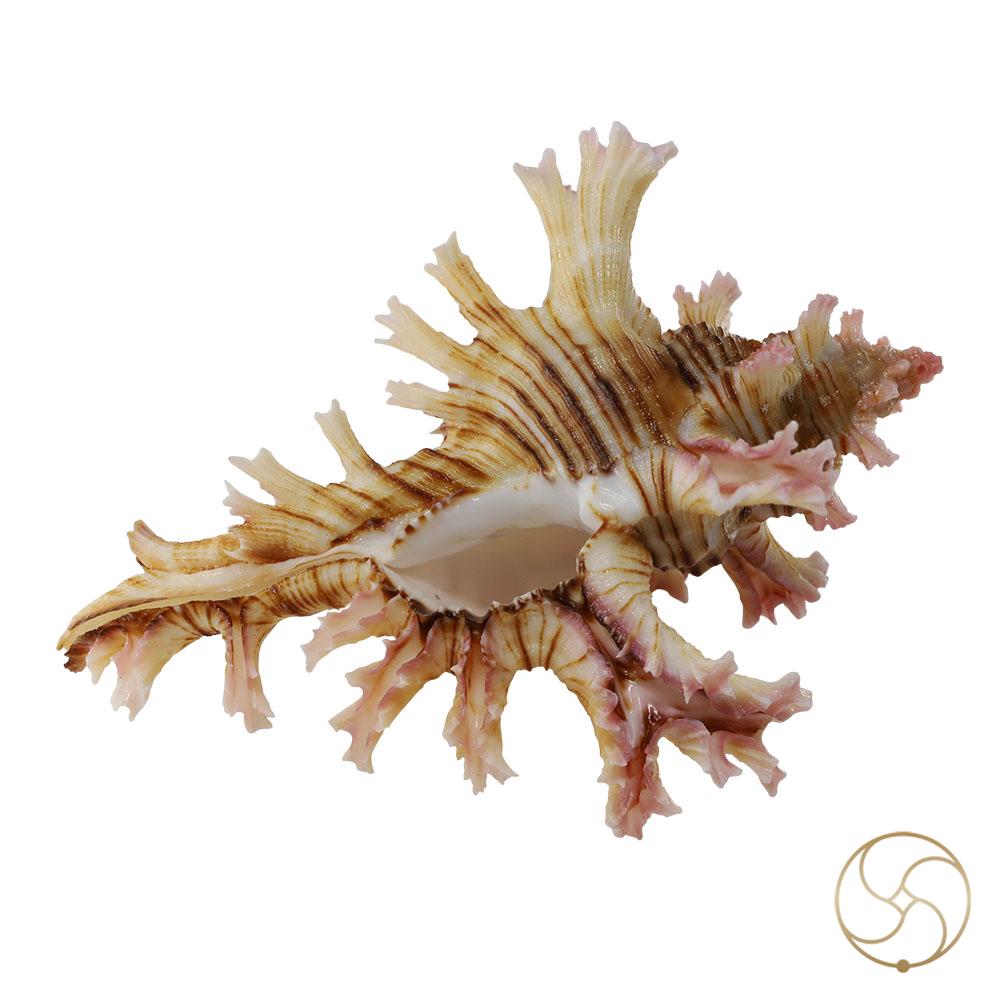 Hatheli Shell -  
