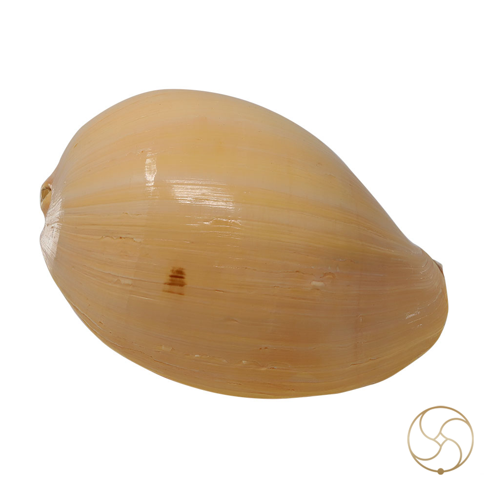 Pattvibhuti Shell -