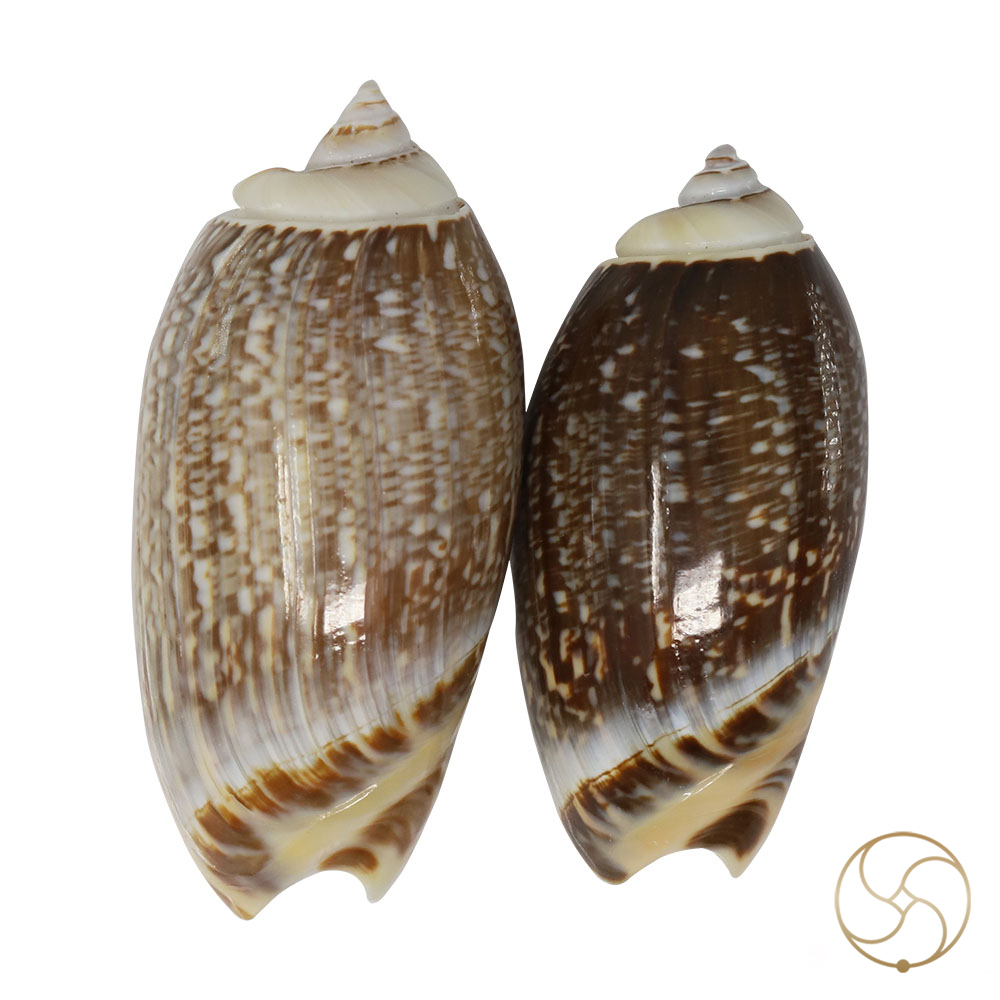 Kawanji Shell Pair -