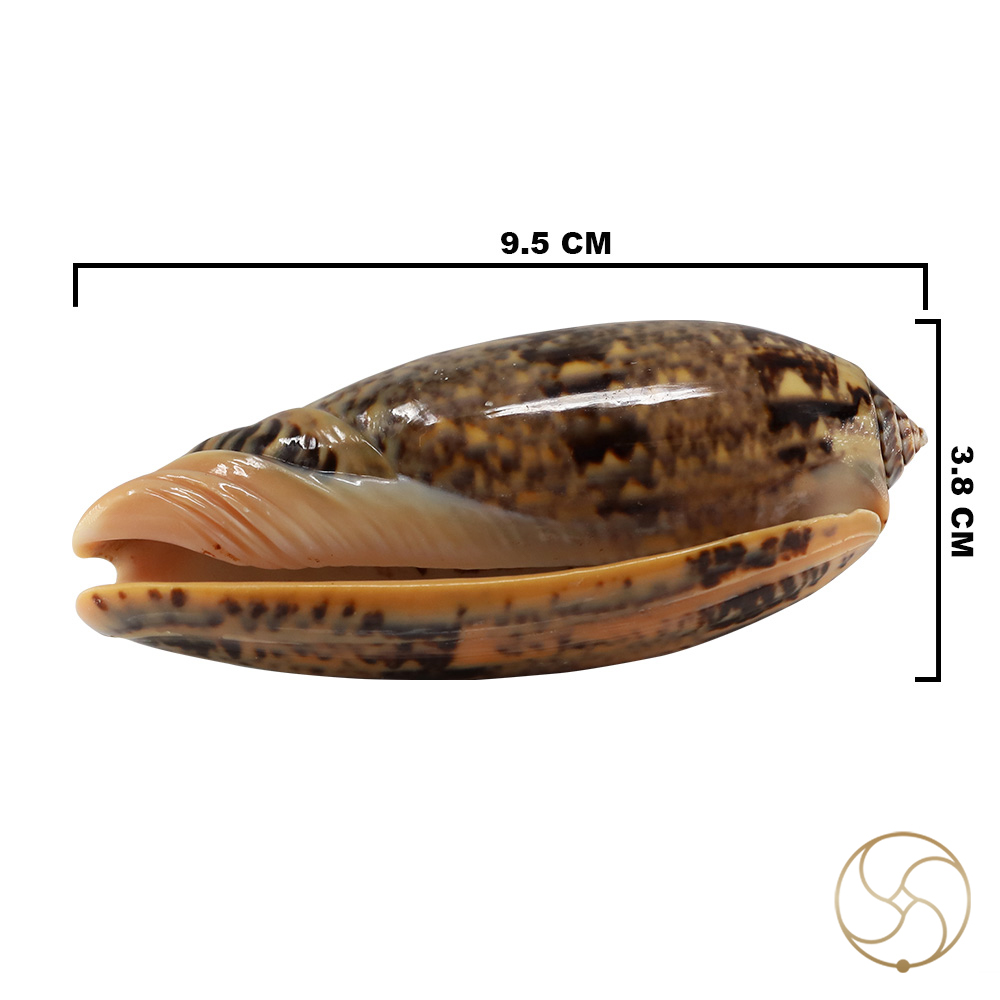 Kawanji Shell -