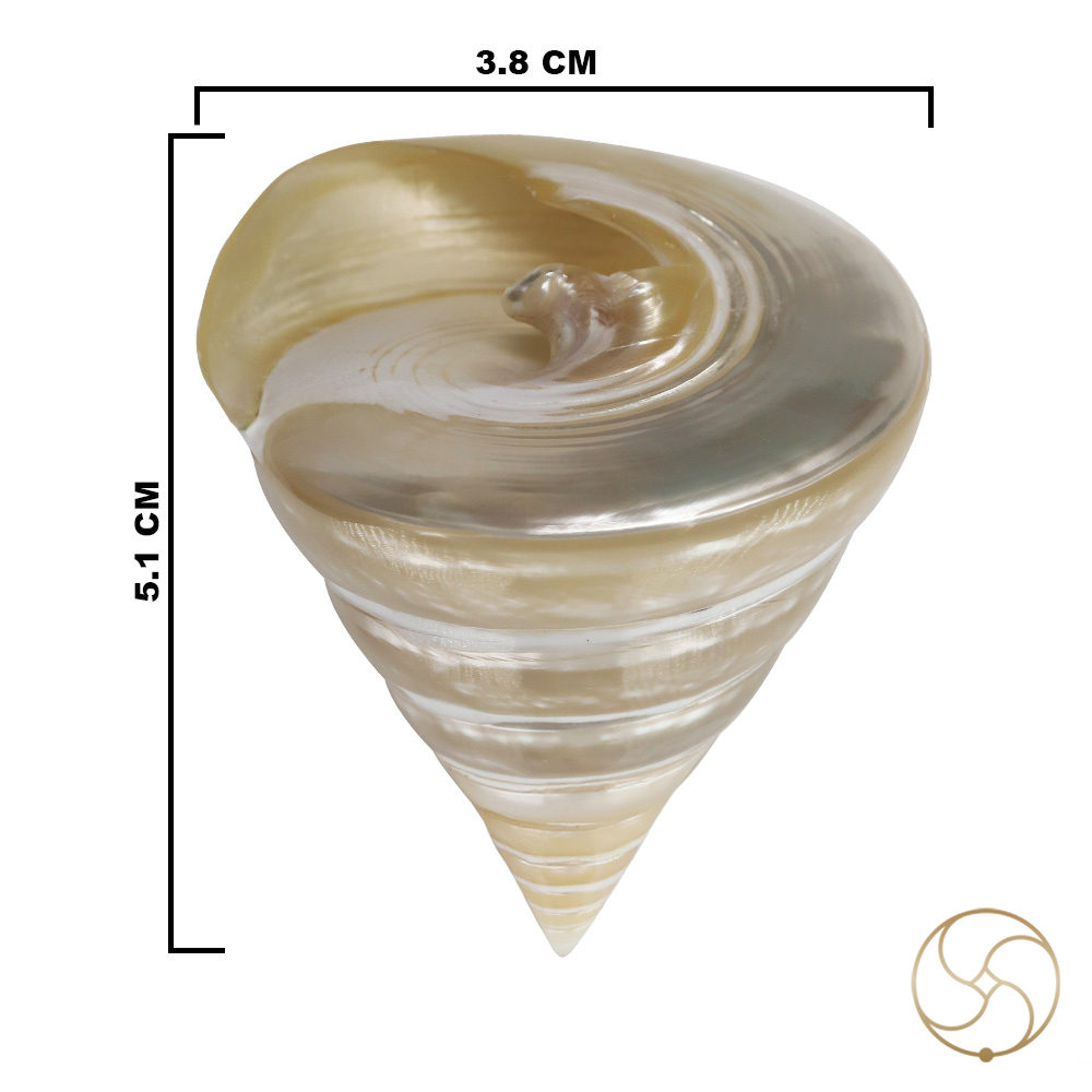 Small Moti Shell -