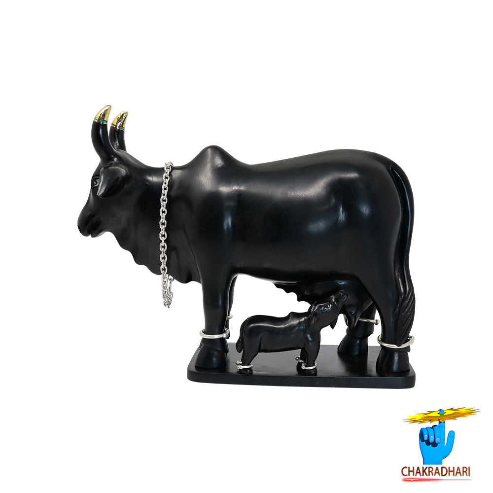 Ebony Divine Shubhda Vatsal  Cow-      