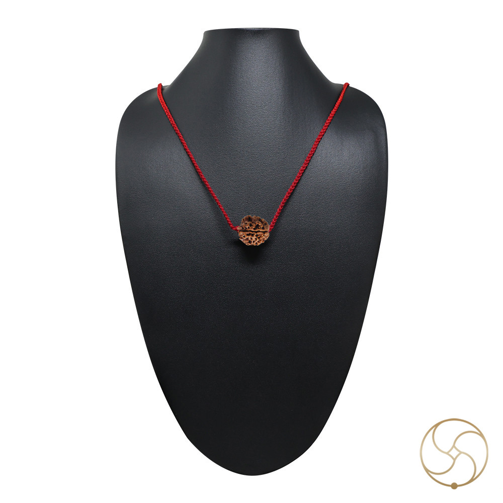 Natural 03 Face Rudraksha -  03  