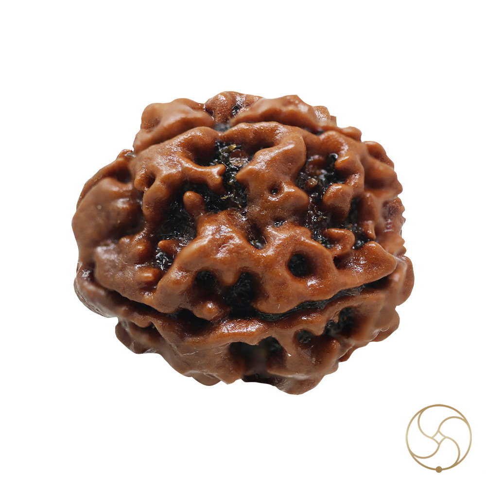 Natural 04 Face Rudraksha -  04  