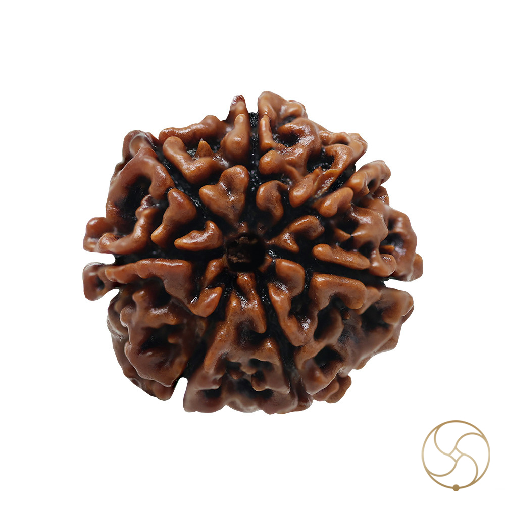 Natural 07 Face Rudraksha - 07
