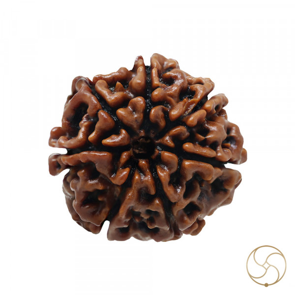 Image of Natural 07 Face Rudraksha - प्राकृतिक 07 मुखी रुद्राक्ष