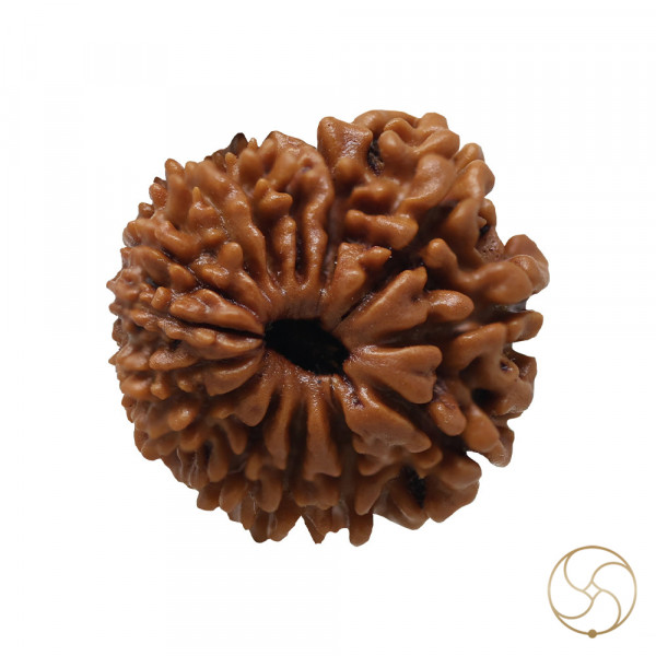 Image of Natural 14 Face Rudraksha - प्राकृतिक 14 मुखी रुद्राक्ष