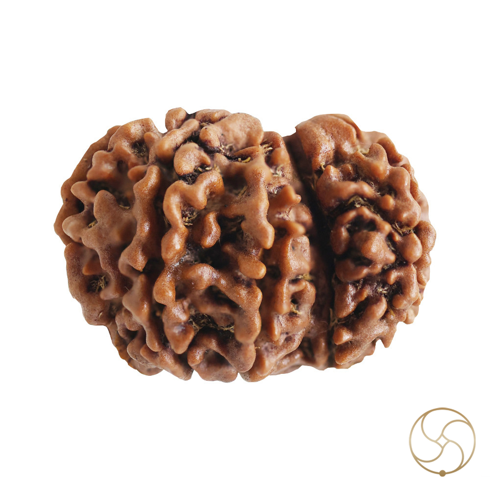 Natural Gauri Garbh Rudraksha -     