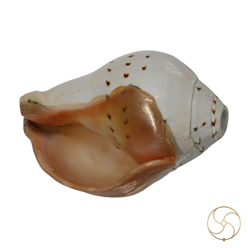 Big Mahaparwati Shell-   