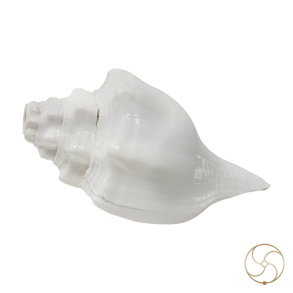 Shantipriya Chandrayat Shell -