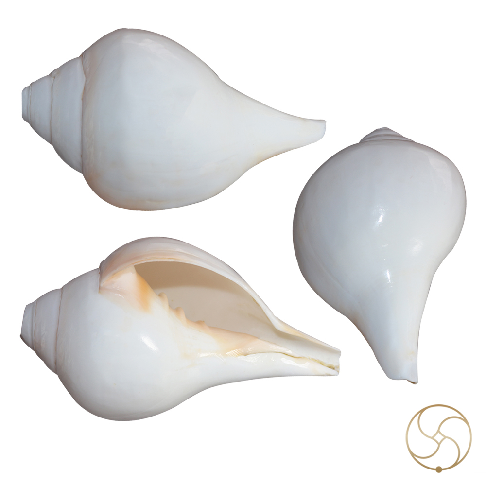Bajne Wala Shankh Vamavarti Small Shell H1 575 Inch By 3 Inch