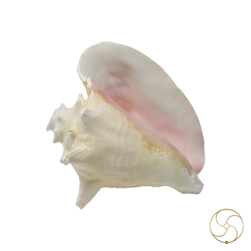White And Pink Maha Maya Shell -