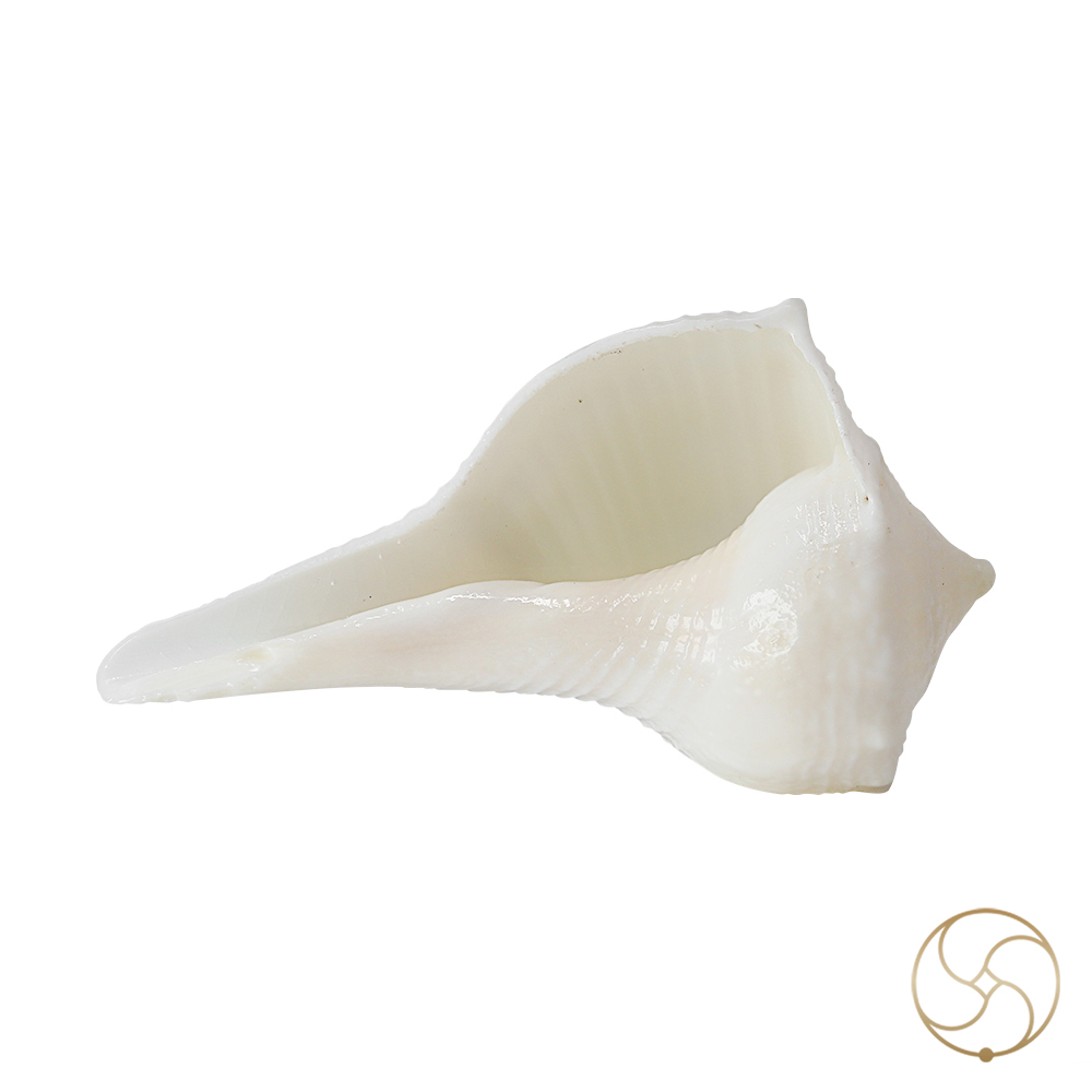 Small Dakshinavarti Shell -   