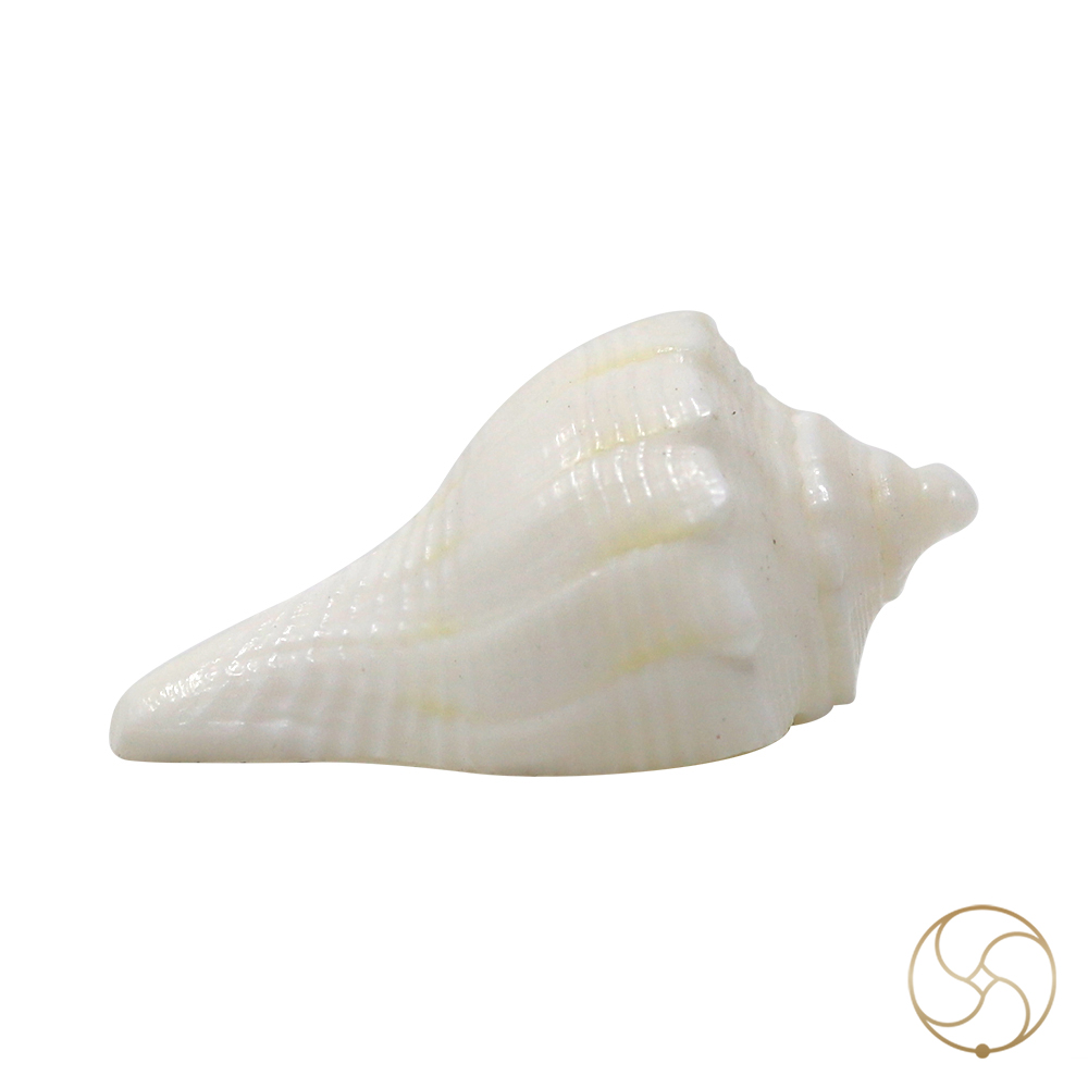 Very Tiny Dakshinavarti shell -     