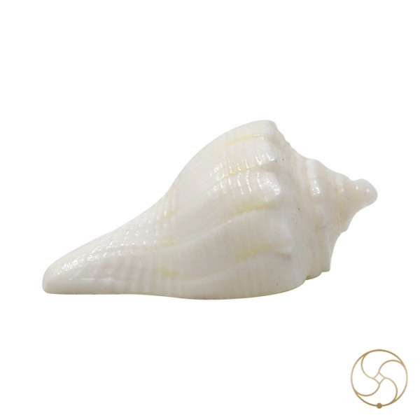 Image of Very Tiny Dakshinavarti shell -  महा नन्हे दक्षिणावर्ती शंख