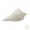 Very Tiny Dakshinavarti shell -  महा नन्हे दक्षिणावर्ती शंख