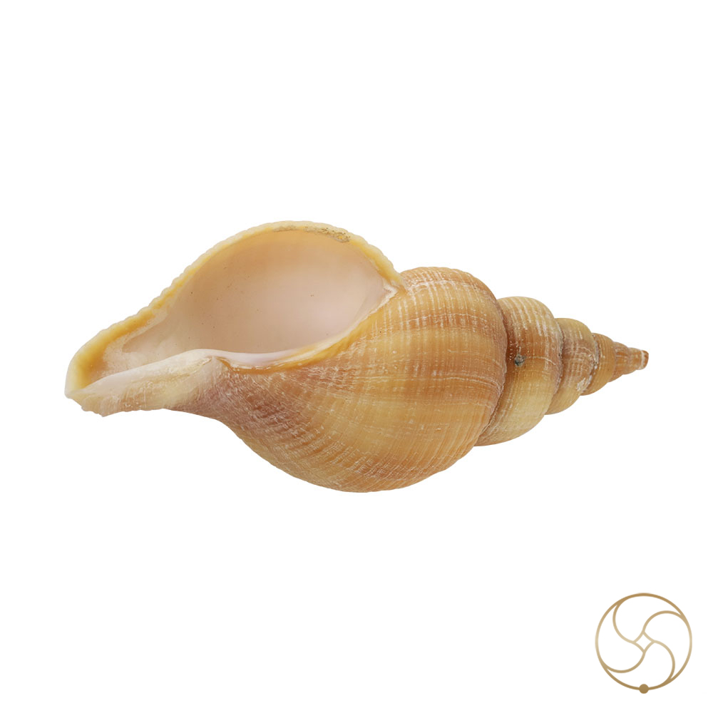 Original Right Handed Dakshinavarti Conch Shell -
