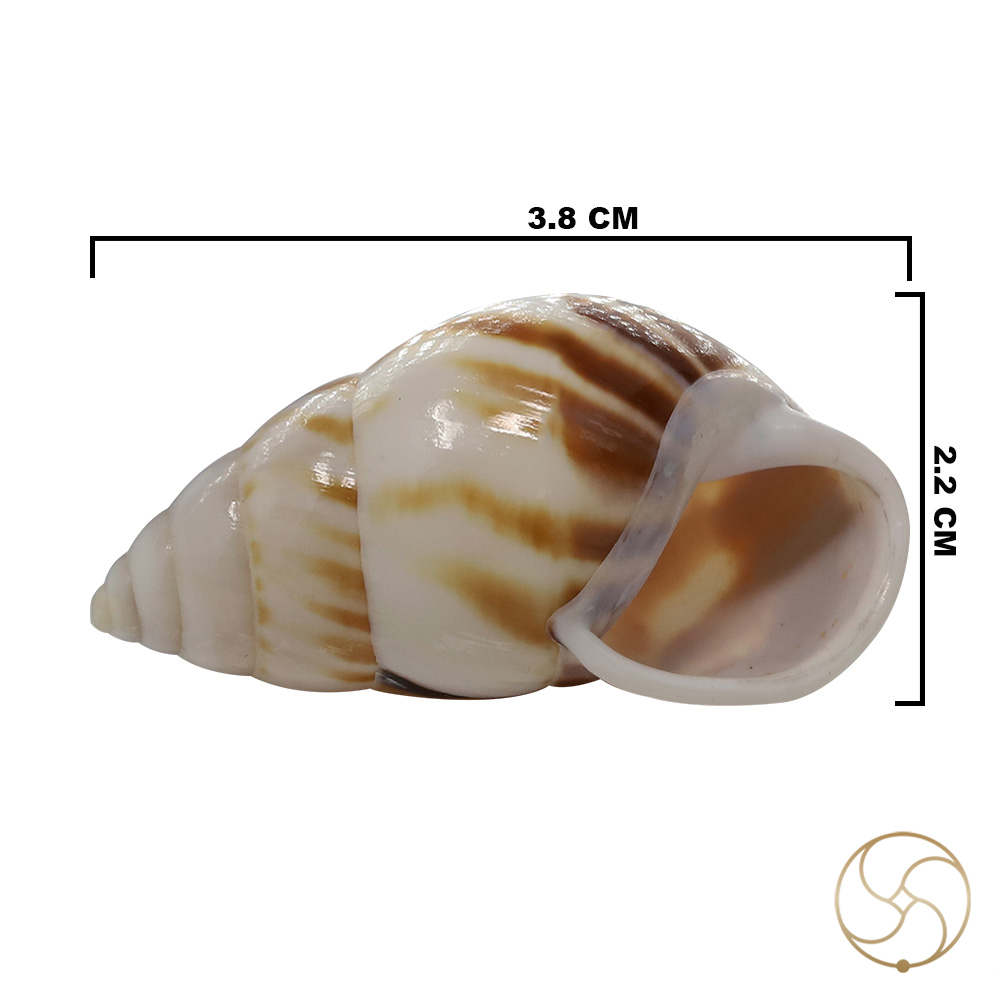 Muddy Small Dakshinavarti South Facing Shell -