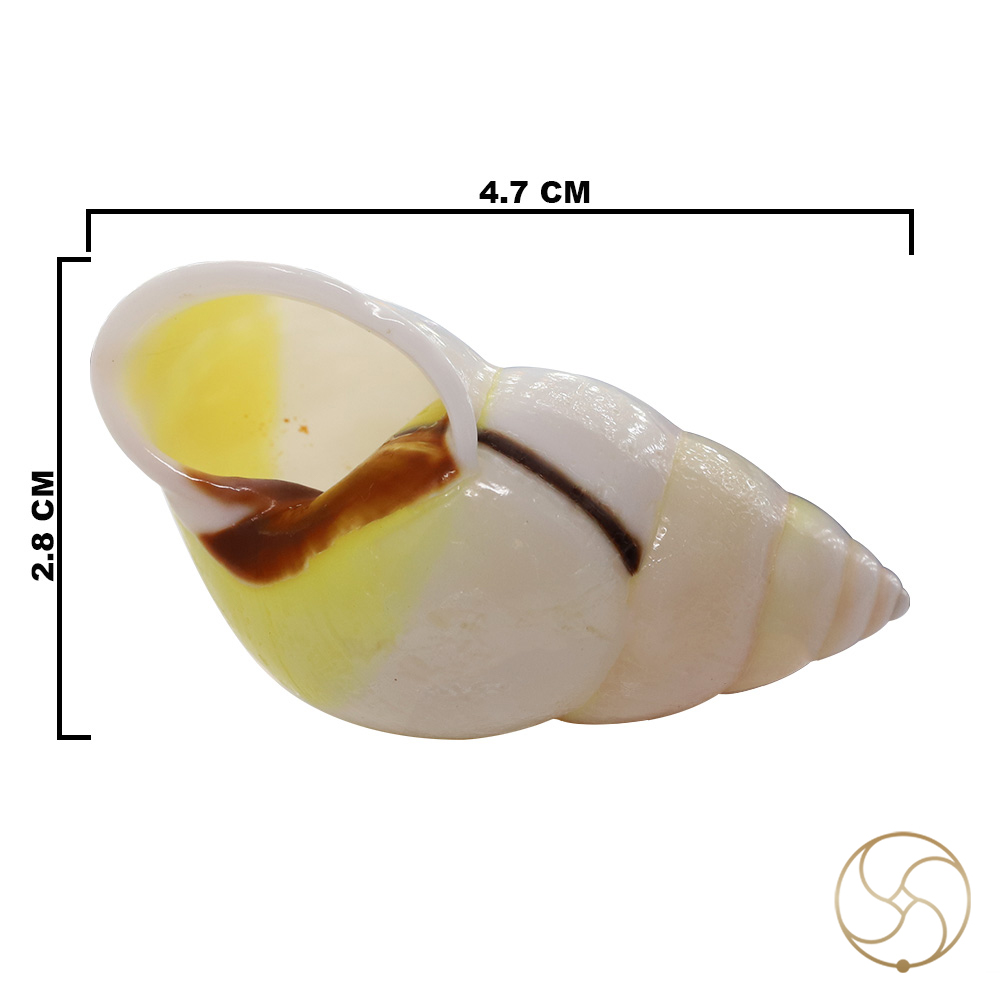 White Small Dakshinavarti South Facing Shell -   