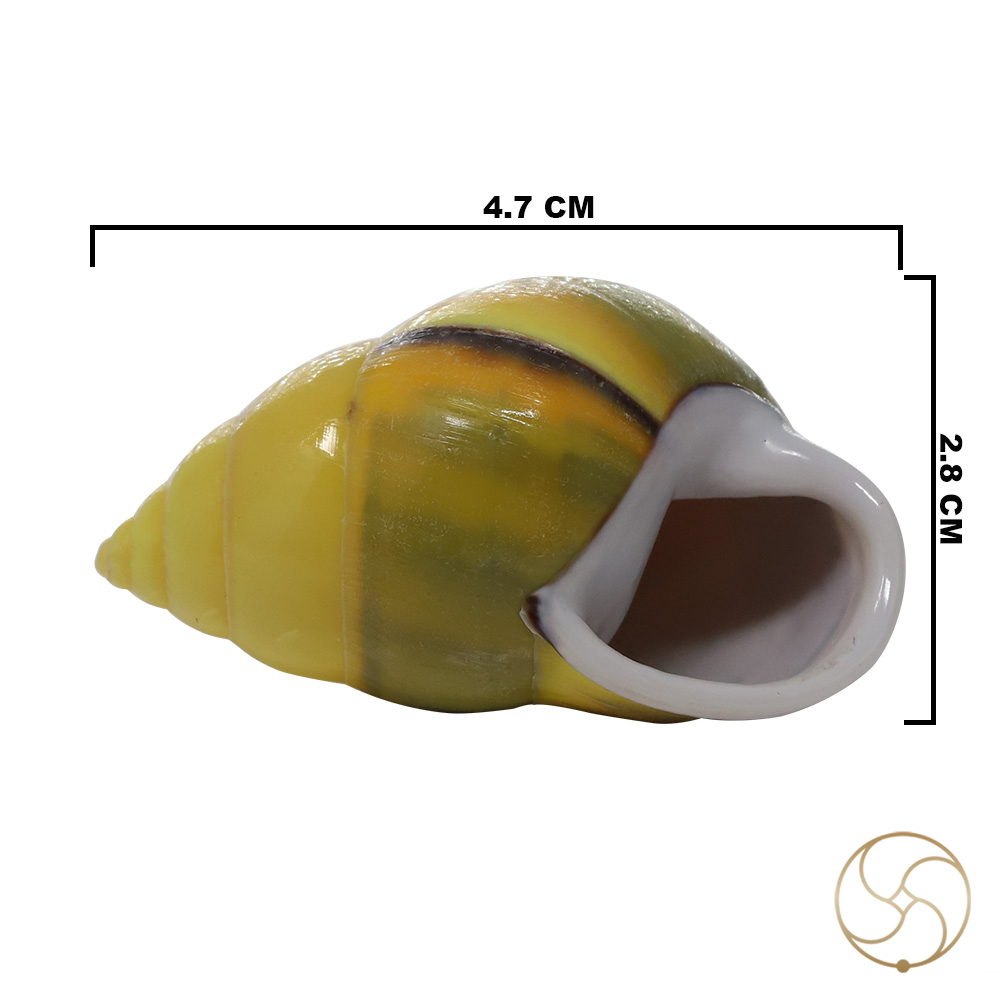 Small Dakshinavarti South Facing Shell -