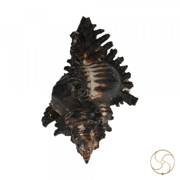 Image of Garud Shell - गरुड़ शंख